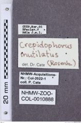 Etikette zu Crepidophorus mutilatus (NHMW-ZOO-COL-0010888)